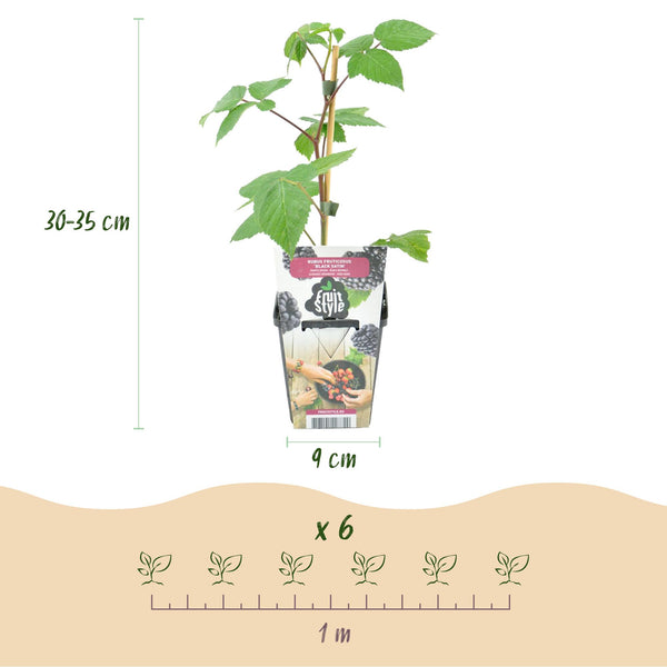 Brombeere ‚Black Satin' – Rubus fruticosus – Ansicht 3