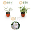 Rose ‚White Fairy' – Rosa – Ansicht 4