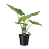Riesenblattpflanze – Alocasia macrorrhizos – Ansicht 5