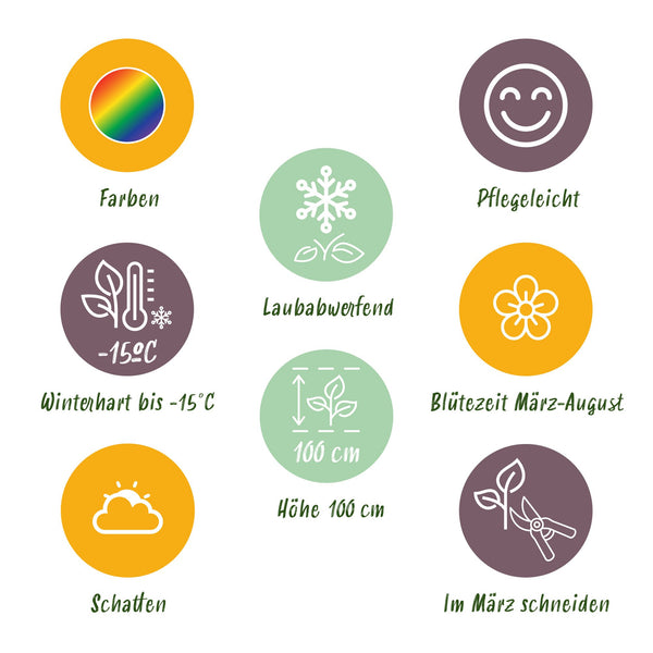 Stauden-Set „Schattenbeet" – 12 Schattenstauden in verschiedenen Arten und Farben – Ansicht 8