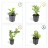 Ageratum-Aster ‚Ashvi' – Aster ageratoides – Ansicht 4