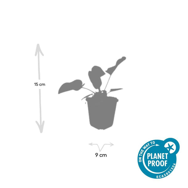 Brandkraut – Phlomis russeliana – Ansicht 2