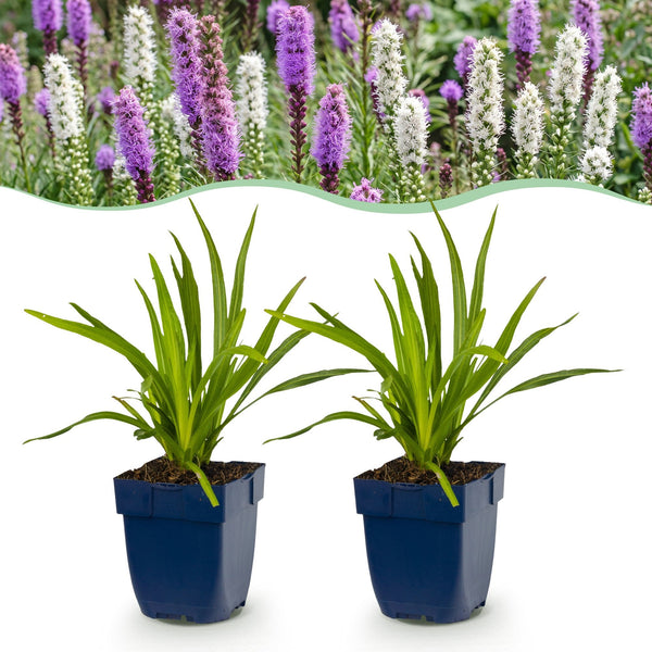 Prachtscharte Duo-Mix – Liatris spicata