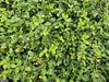 Kriechspindel ‚Minimus' – Euonymus fortunei – Ansicht 5