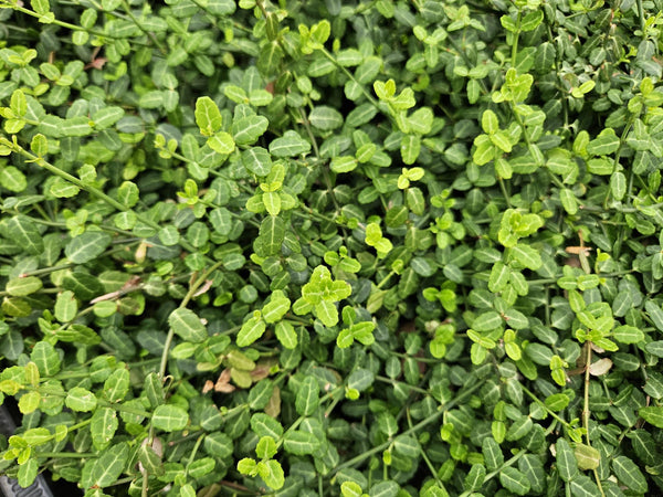 Kriechspindel ‚Minimus' – Euonymus fortunei – Ansicht 5