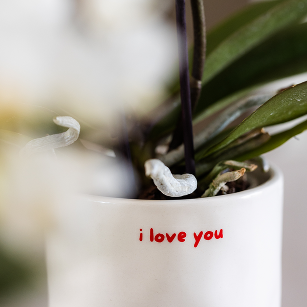 Geschenk-Set „Love You" – rote Phalaenopsis ‚Congo' mit Grünpflanze – Ansicht 5