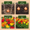 Tulpe ‚Mix' – Tulipa praestans – Ansicht 4