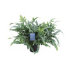 Goldtüpfelfarn ‚Blue Star' – Phlebodium aureum