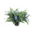 Goldtüpfelfarn ‚Blue Star' – Phlebodium aureum