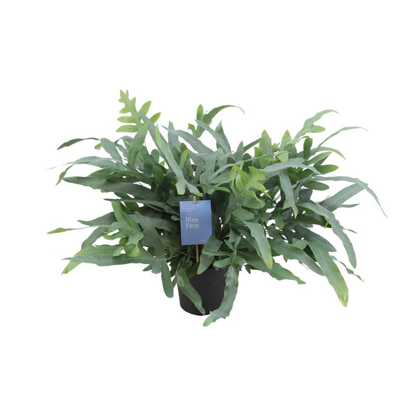 Goldtüpfelfarn ‚Blue Star' – Phlebodium aureum