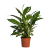 Einblatt ‚Vivaldi' – Spathiphyllum – 1 Stück