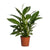 Einblatt ‚Vivaldi' – Spathiphyllum – 1 Stück