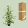 Birkenfeige ‚Twilight' – Ficus benjamina – Ansicht 3