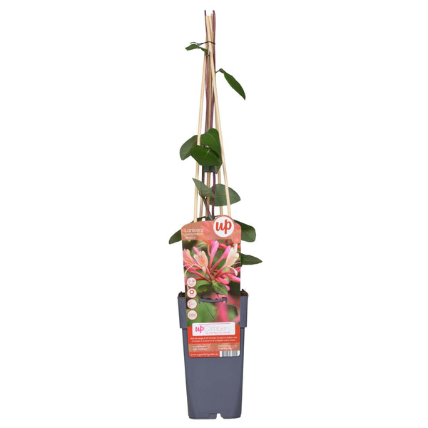 Wald-Geißblatt ‚Belgica' – Lonicera periclymenum – Ansicht 7
