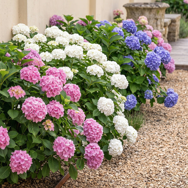 Hortensie ‚Tricolour' – Hydrangea macrophylla