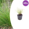 Herbst-Kopfgras – Sesleria autumnalis