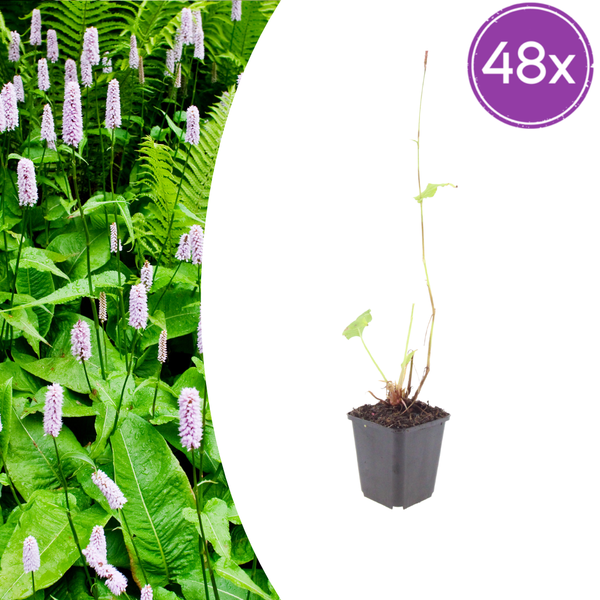Kerzenknöterich ‚Alba' – Persicaria amplexicaulis
