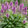 Ziest ‚Hummelo' – Stachys monieri – Ansicht 5