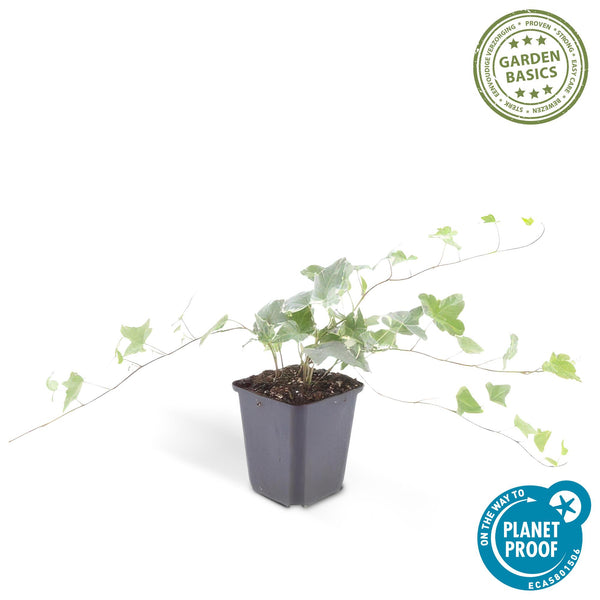 Efeu ‚Glacier' – Hedera helix – Ansicht 2