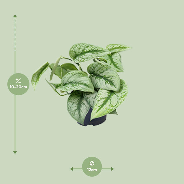 Scindapsus pictus ‚Trebie' – Ansicht 2