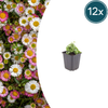 Spanisches Gänseblümchen – Erigeron karvinskianus
