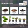 Terrarium-Set „5 Pflanzen