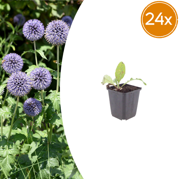 Kugeldistel – Echinops ritro