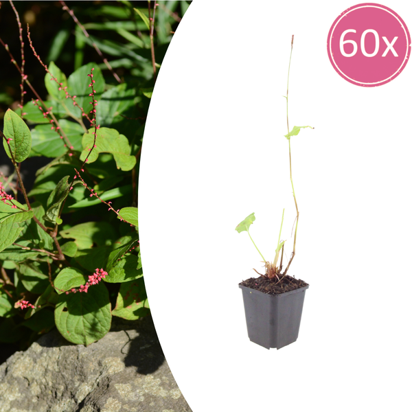 Kerzenknöterich ‚Speciosa' – Persicaria amplexicaulis
