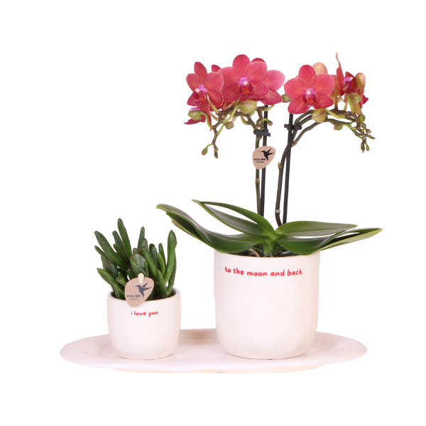 Geschenk-Set „Love You" – rote Phalaenopsis ‚Congo' mit Grünpflanze