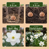 Engelstränen-Narzisse ‚Thalia' – Narcissus triandrus – Ansicht 4