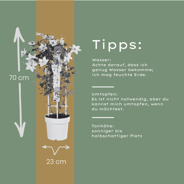 Waldrebe ‚Tsukiko' – Clematis – Ansicht 9