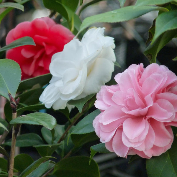 Kamelie ‚Tricolor' – Camellia japonica – Ansicht 5