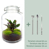 Flaschengarten-Set „Calathea" – DIY-Terrarium mit Calathea – Ansicht 4