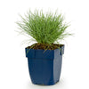 Blauschwingel – Festuca glauca – Ansicht 2