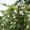 Kletterrose ‚White Climber' – Rosa – Ansicht 5