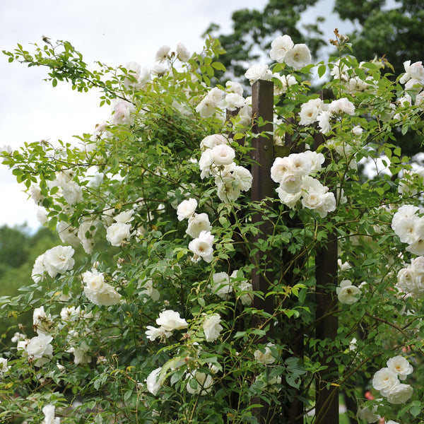 Kletterrose ‚White Climber' – Rosa – Ansicht 5