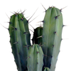 Heidelbeerkaktus – Myrtillocactus geometrizans – Ansicht 3