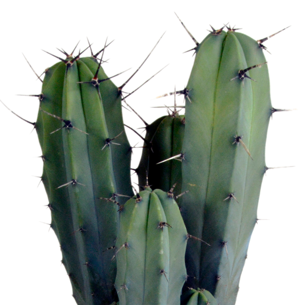 Heidelbeerkaktus – Myrtillocactus geometrizans – Ansicht 3