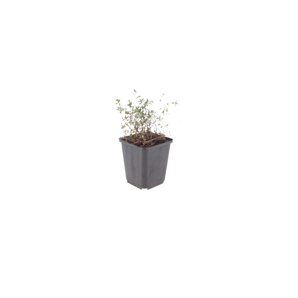 Echter Thymian – Thymus vulgaris – Ansicht 2