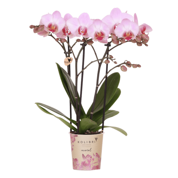 Orchideen-Set – 3 Schmetterlingsorchideen mit Übertöpfen – im Set enthalten: Schmetterlingsorchidee ‚Mineral Antwerp' – Phalaenopsis
