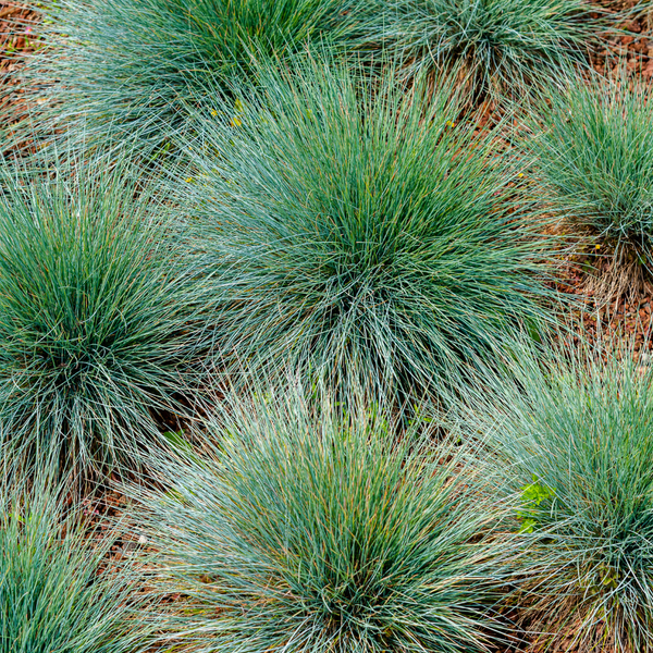 Bärenfell-Schwingel – Festuca gautieri – Ansicht 7