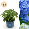 Bauernhortensie ‚Endless Summer The Original Blue' – Hydrangea macrophylla