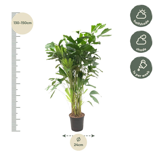 Fischschwanzpalme – Caryota mitis – Ansicht 2