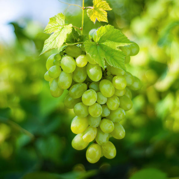 Weinrebe ‚Himrod' – Vitis vinifera – Ansicht 5
