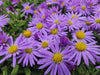 Kissenaster ‚Professor Anton Kippenberg' – Aster dumosus – Ansicht 6