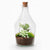 Terrarium-Set „Joss" – Calathea makoyana & Fittonia White Tiger