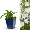 Pfirsichblättrige Glockenblume ‚Alba' – Campanula persicifolia – Ansicht 2