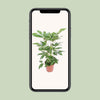 Strahlenaralie ‚Amate' – Schefflera actinophylla – Ansicht 4