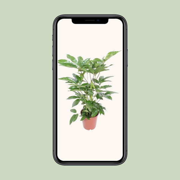 Strahlenaralie ‚Amate' – Schefflera actinophylla – Ansicht 4