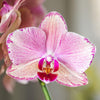 Schmetterlingsorchidee Überraschungsbox Diamond – Phalaenopsis – Ansicht 2